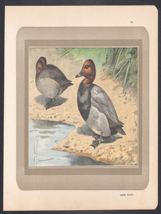Canard Milouin (Common Pochard) (Duck)