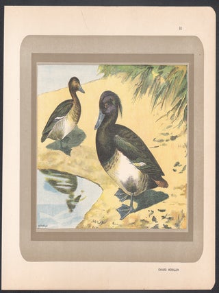 Canard Morillon (Tufted Duck)