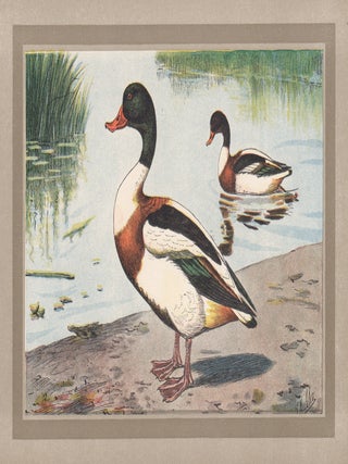 Item #4513 Canard Tadorne (Common Shelduck) (Duck). After P. Mahler