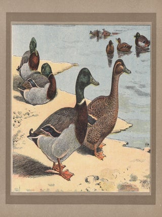 Item #4514 Canard Sauvage (Wild Duck). After P. Mahler