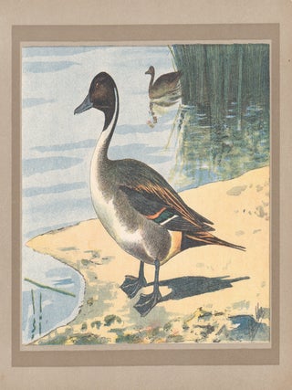 Item #4518 Canard Pilet (Northern Pintail) (Duck). After P. Mahler