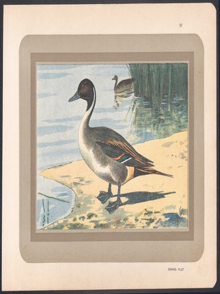 Canard Pilet (Northern Pintail) (Duck)