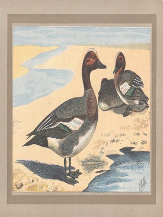 Item #4519 Canard Siffleur (Eurasian Wigeon). After P. Mahler