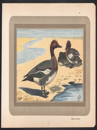 Canard Siffleur (Eurasian Wigeon)