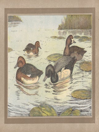 Item #4520 Canard Nyroca - Canard Milouinan (Ferruginous Duck). After P. Mahler