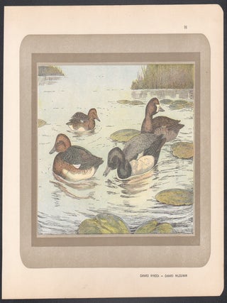Canard Nyroca - Canard Milouinan (Ferruginous Duck)