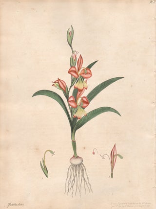 Item #454 Gladiolus Alatus. Henry C. Andrews