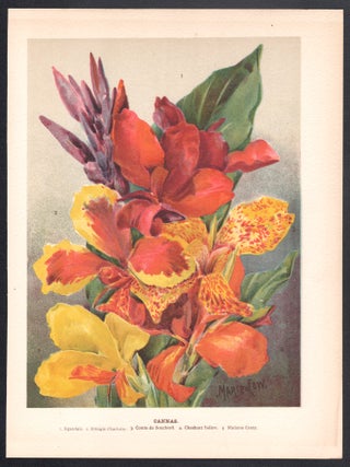 Cannas