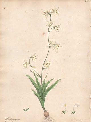Item #456 Gladiolus Gramineus. Henry C. Andrews