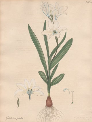 Item #457 Gladiolus Plicatus. Henry C. Andrews