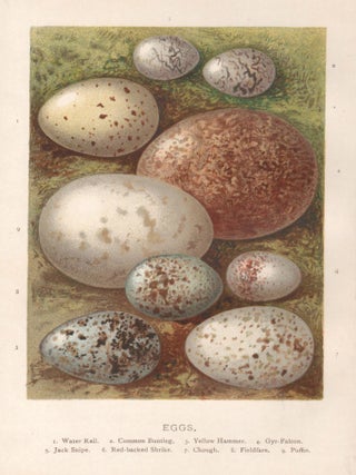 Item #4581 Eggs. After Alexander Francis Lydon