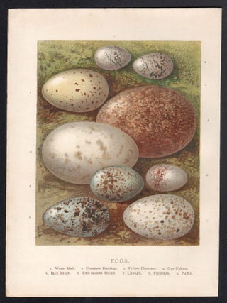 Eggs