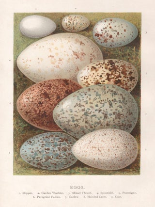 Item #4582 Eggs. After Alexander Francis Lydon