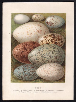 Eggs