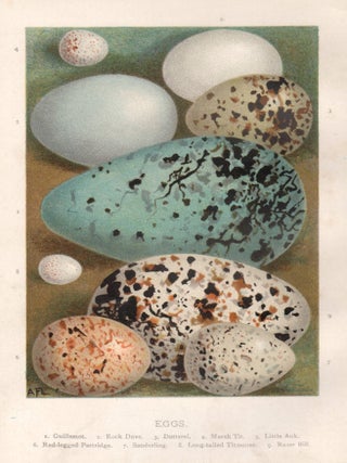 Item #4588 Eggs. After Alexander Francis Lydon