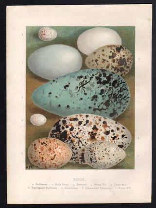 Eggs