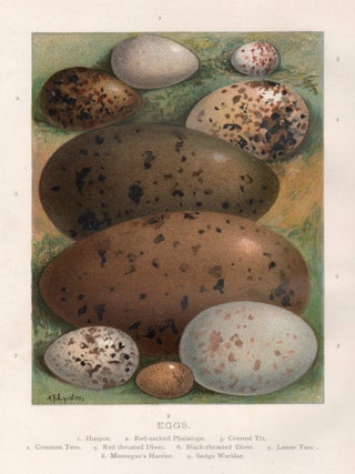 Item #4590 Eggs. After Alexander Francis Lydon