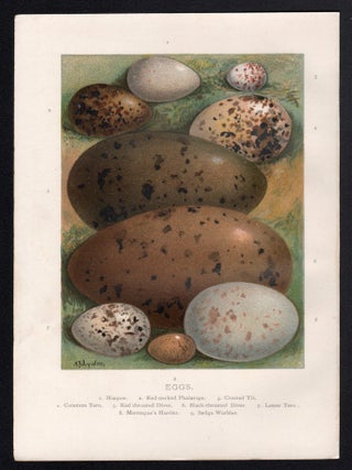 Eggs