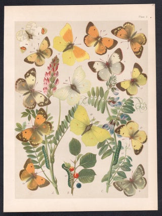 Butterflies