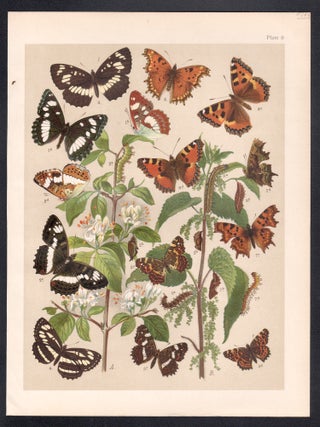 Butterflies