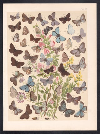 Butterflies