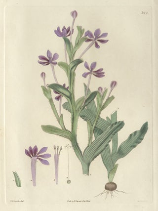 Item #462 Lapeyrousia anceps - Flat-Stemmed Lapeyrousia. Weddell after Edwin Dalton Smith