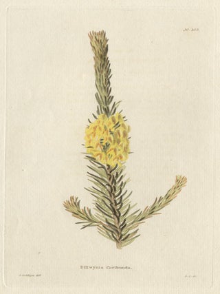 Item #465 Loddiges - Dillwynia floribunda. George Cooke after George Loddiges