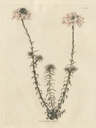 Item #466 Loddiges - Dracophyllum gracile. George Cooke, engraver