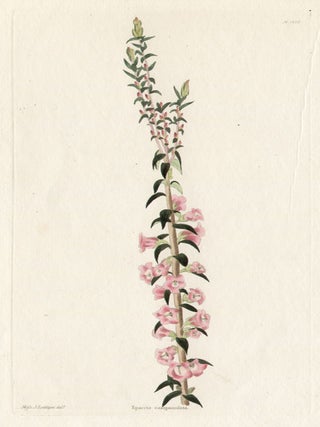 Item #467 Loddiges - Epacris campanulata. After Miss J. Loddiges