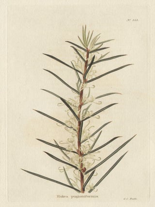 Item #468 Loddiges - Hakea pugioniformis. George Cooke, engraver