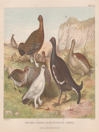 Item #4689 Game Birds. J Brown after James Stewart