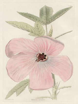 Item #469 Loddiges - Hibiscus splendens. After George Loddiges