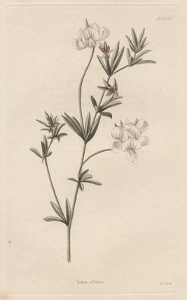 Item #472 Loddiges - Lotus albidus. George Cooke, engraver