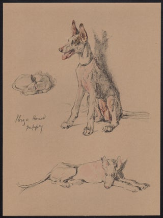 Ibiza Hound Puppy
