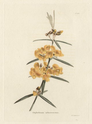 Item #473 Loddiges - Oxylobium arborescens. George Cooke, artist and engraver
