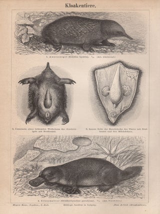 Item #4731 Kloakentiere (Monotremes - echidna and platypus). Anon