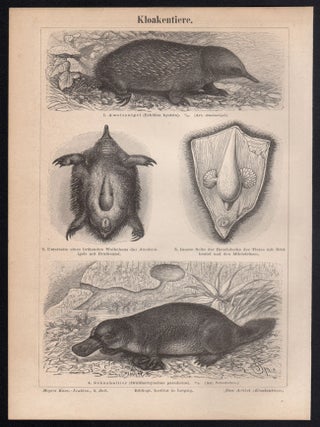 Kloakentiere (Monotremes - echidna and platypus)