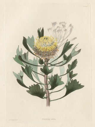 Item #474 Loddiges - Petrophila Trifada. After George Loddiges