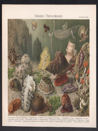 Schnecken I (Meeresschnecken) (Sea Snails)