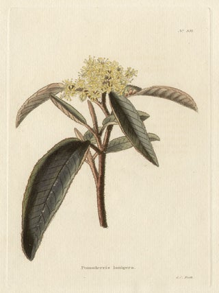 Item #475 Loddiges - Pomaderris lanigera. George Cooke, engraver