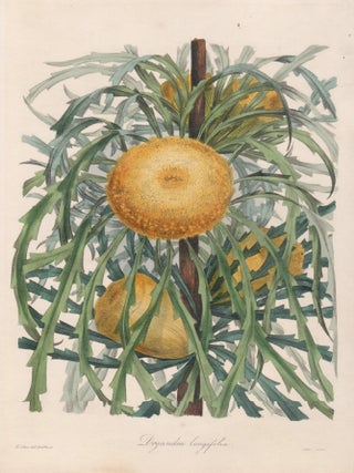 Item #4753 Dryandra Longifolia (Banksia prolata). Holden after Smith