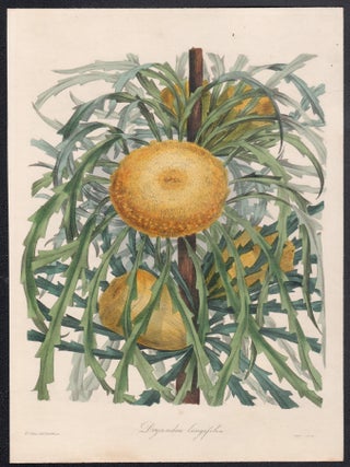 Dryandra Longifolia (Banksia prolata)