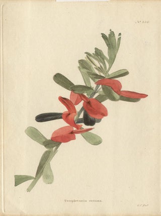 Item #476 Loddiges - Templetonia retusa. George Cooke, engraver