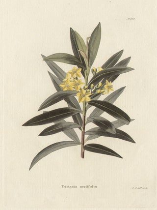 Item #477 Loddiges - Tristania neriifolia. George Cooke, artist and engraver