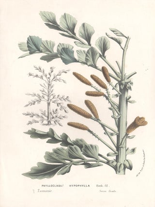 Item #491 Phyllocladus Hypophylla Hook. fil. Anon