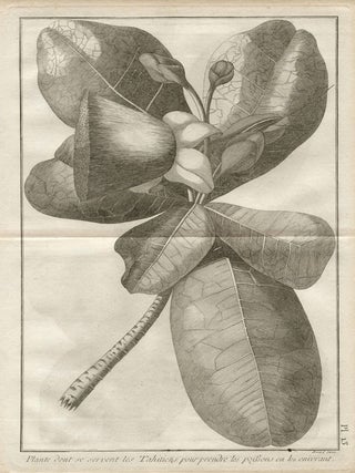 Plant used at Otaheite to catch fish by intoxicating them. Robert Benard, engraver.