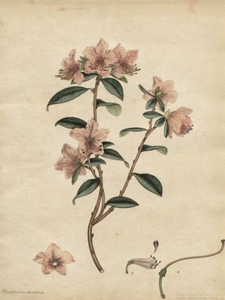 Item #497 Rhododendron Dauricum. Henry C. Andrews