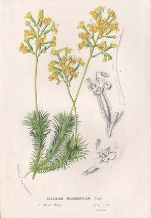 Item #503 Stylidium Mucronifolium Sond. Anon