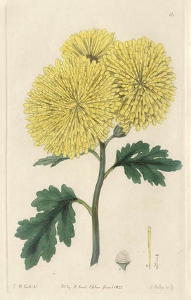 Item #505 Sweet - Chrysanthemum Sinense. A Bailey after Edwin Dalton Smith