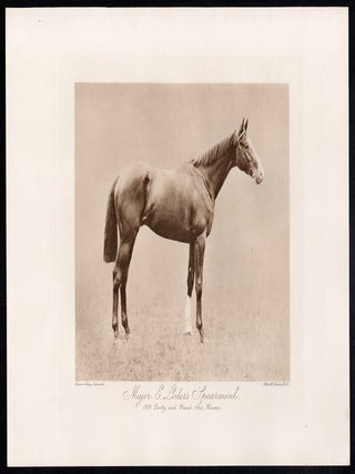 Major E Loder's Spearmint